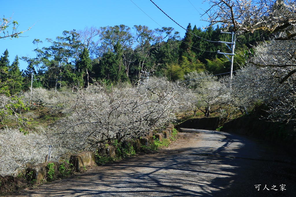 石龜梅園,石龜露營區