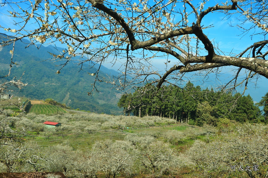 石龜梅園,石龜露營區