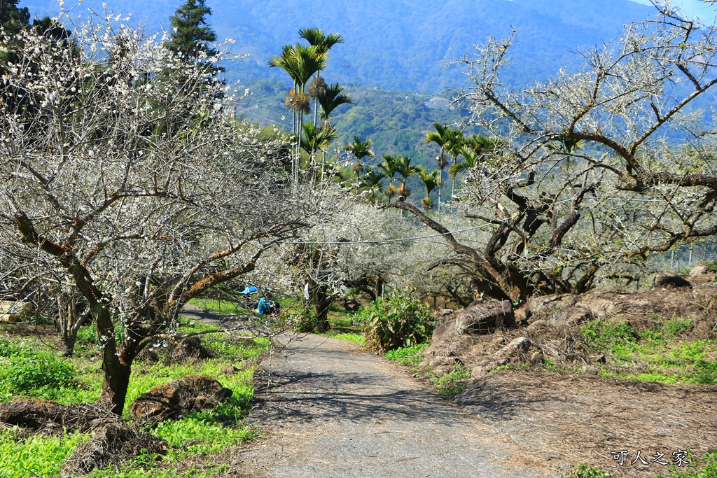 石龜梅園,石龜露營區