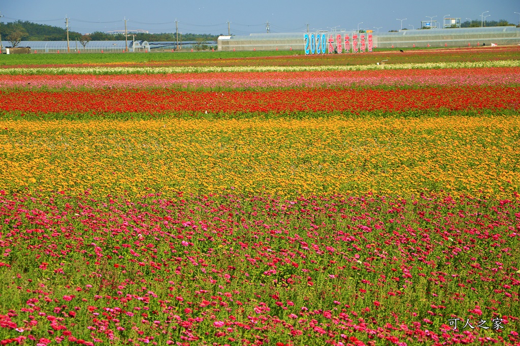 2020太保花海,嘉義免費景點,嘉義春節景點,嘉義景點