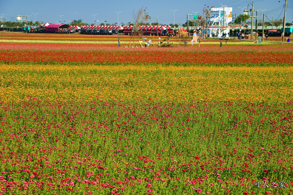 2020太保花海,嘉義免費景點,嘉義春節景點,嘉義景點