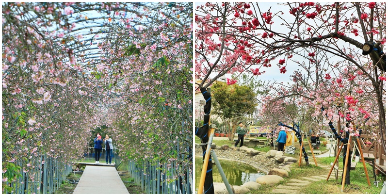 2020芬園花卉生產休憩園區 @可人之家