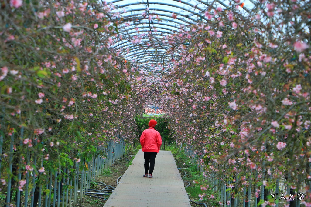 2020芬園花卉生產休憩園區