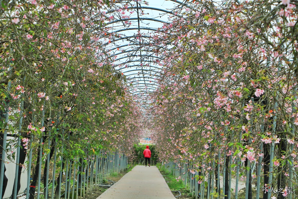 2020芬園花卉生產休憩園區