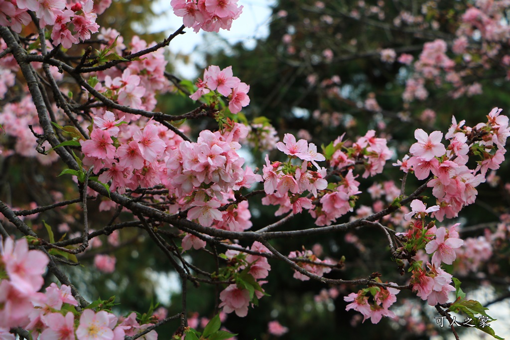 2020芬園花卉生產休憩園區