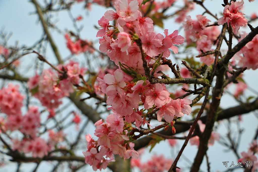 2020芬園花卉生產休憩園區