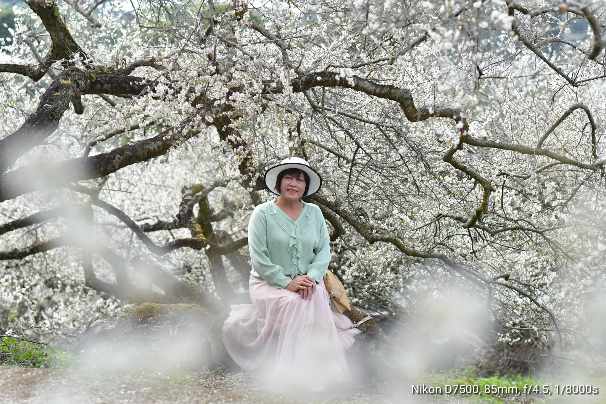 2020蔡家梅園,南投信義賞梅,外坪頂梅花,季節性花景,蔡家古厝,蔡家怎麼去？