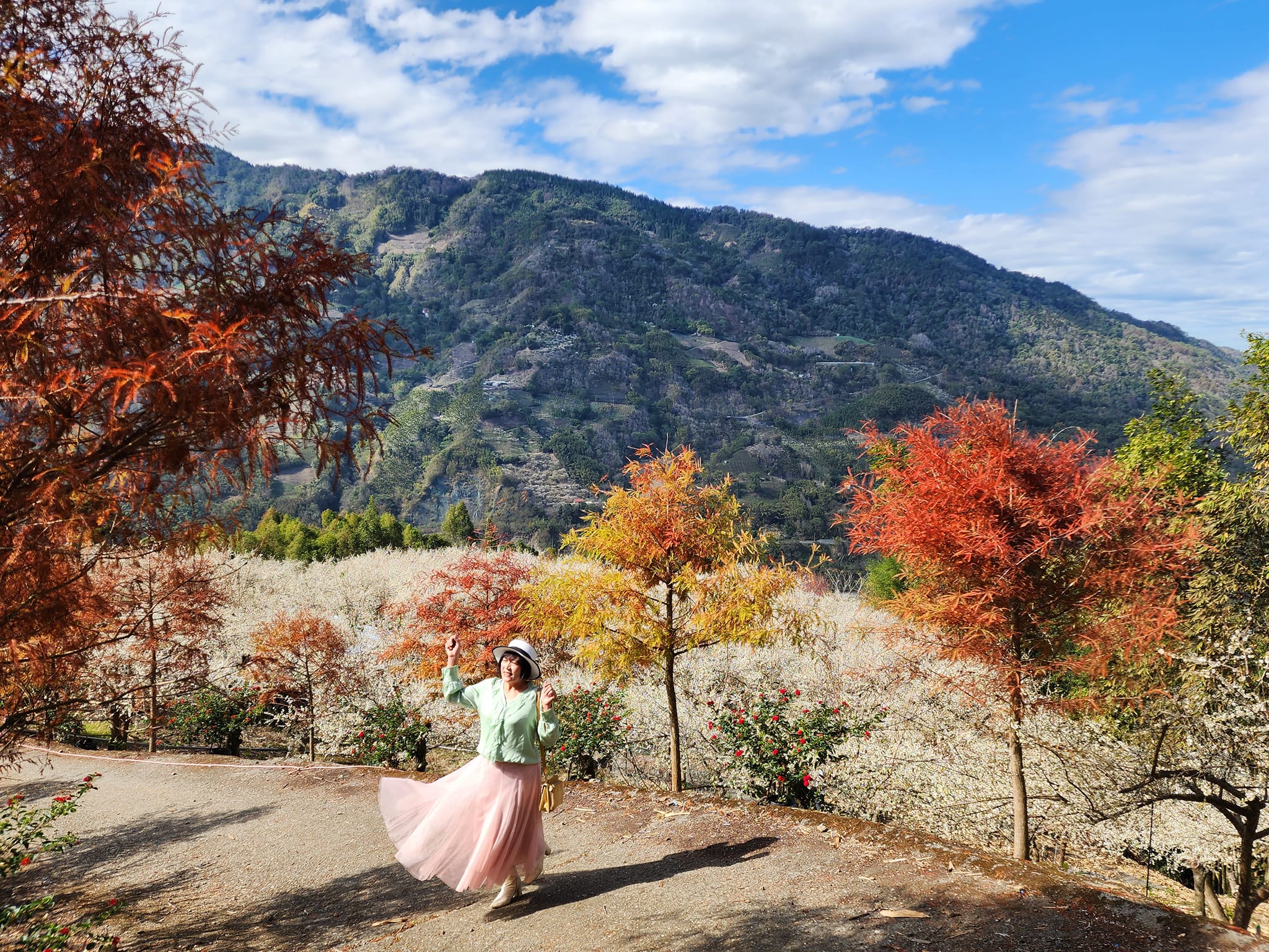 2020蔡家梅園,南投信義賞梅,外坪頂梅花,季節性花景,蔡家古厝,蔡家怎麼去？