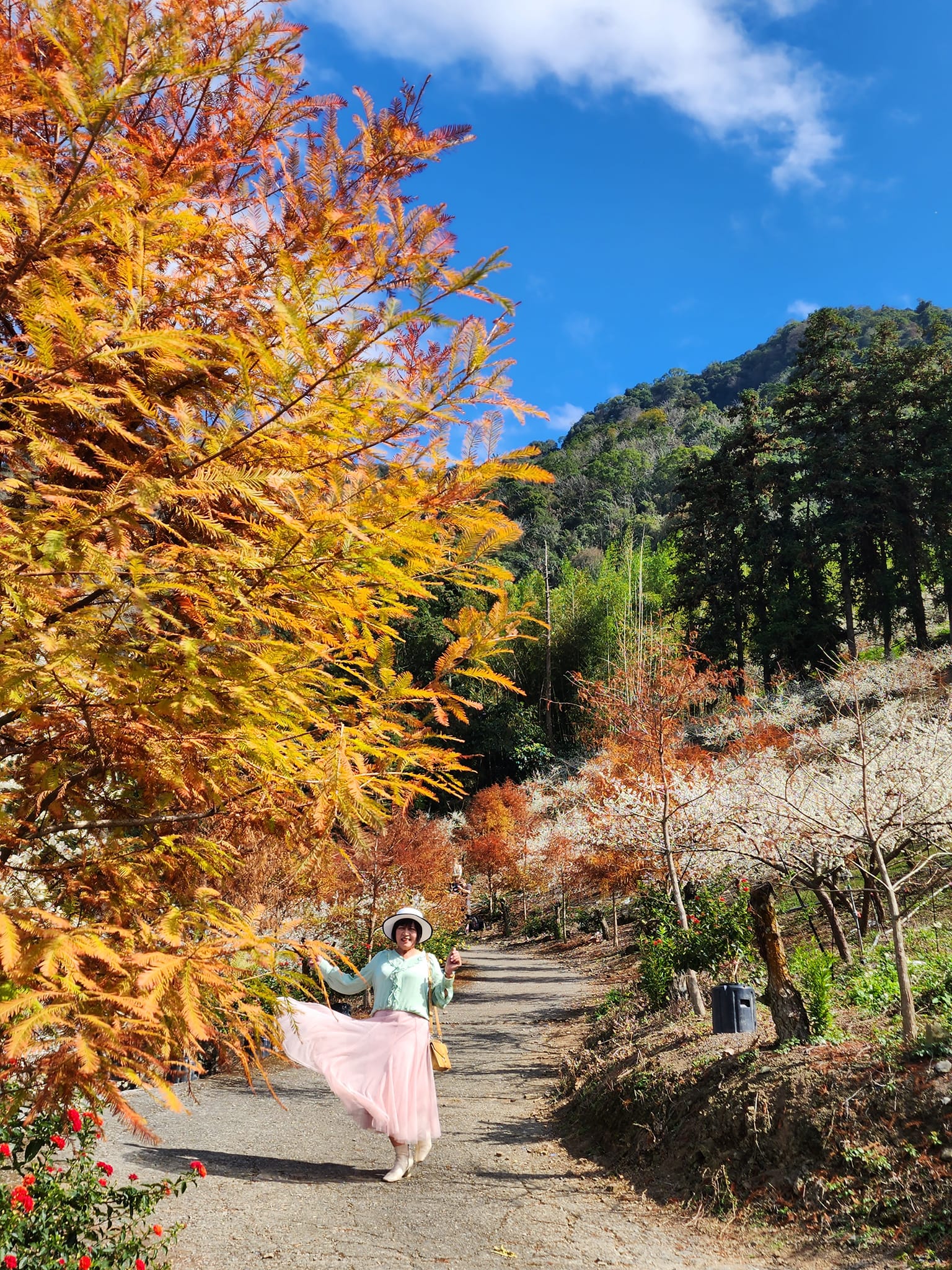 2020蔡家梅園,南投信義賞梅,外坪頂梅花,季節性花景,蔡家古厝,蔡家怎麼去？