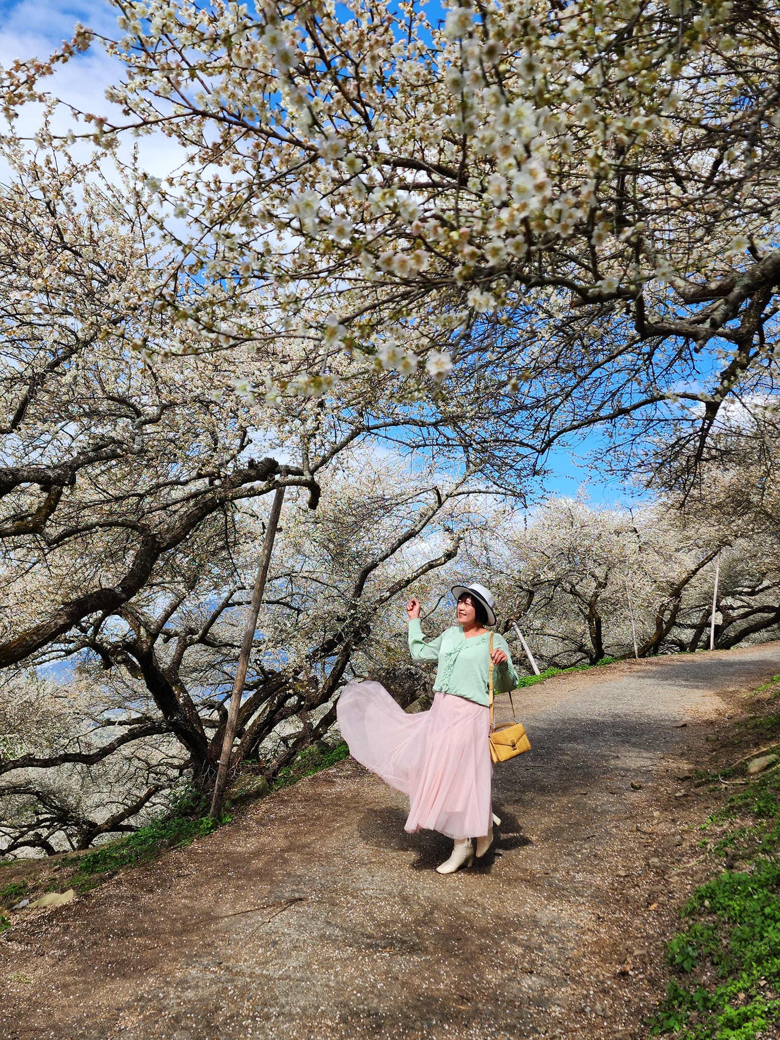 2020蔡家梅園,南投信義賞梅,外坪頂梅花,季節性花景,蔡家古厝,蔡家怎麼去？