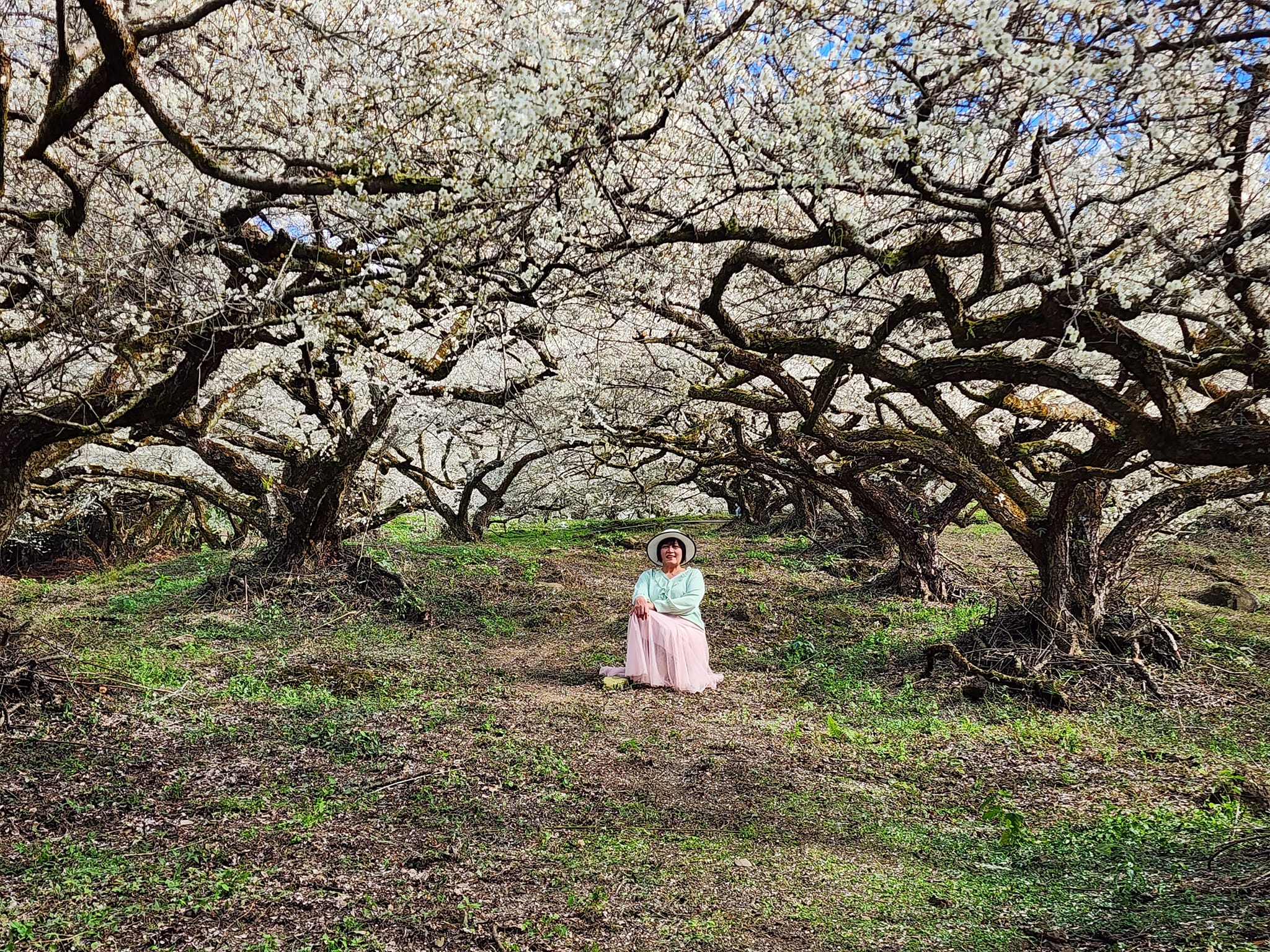 2020蔡家梅園,南投信義賞梅,外坪頂梅花,季節性花景,蔡家古厝,蔡家怎麼去？