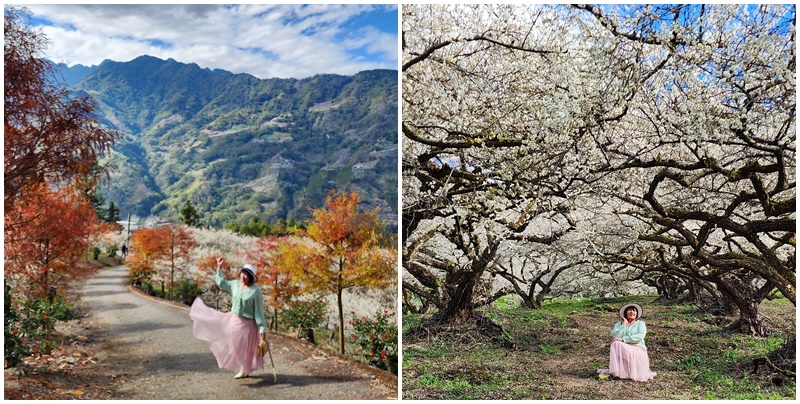 2020蔡家梅園,南投信義賞梅,外坪頂梅花,季節性花景,蔡家古厝,蔡家怎麼去？ @可人之家