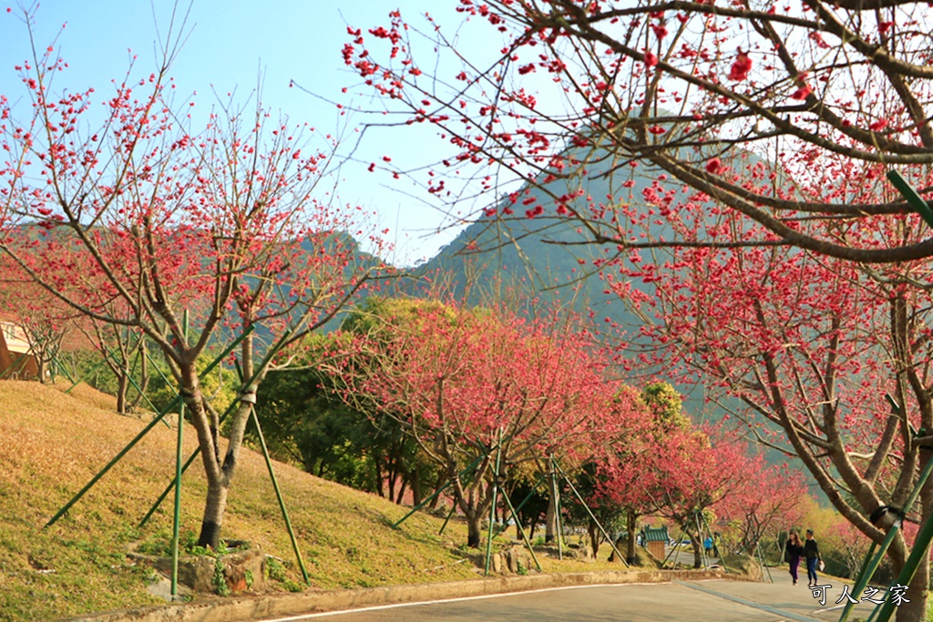 2020嘉義櫻花盛開,2020嘉義阿里山,2020櫻花季,嘉義公田,嘉義賞櫻花