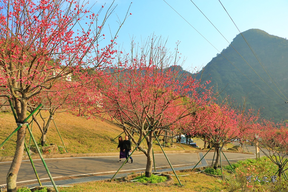 2020嘉義櫻花盛開,2020嘉義阿里山,2020櫻花季,嘉義公田,嘉義賞櫻花