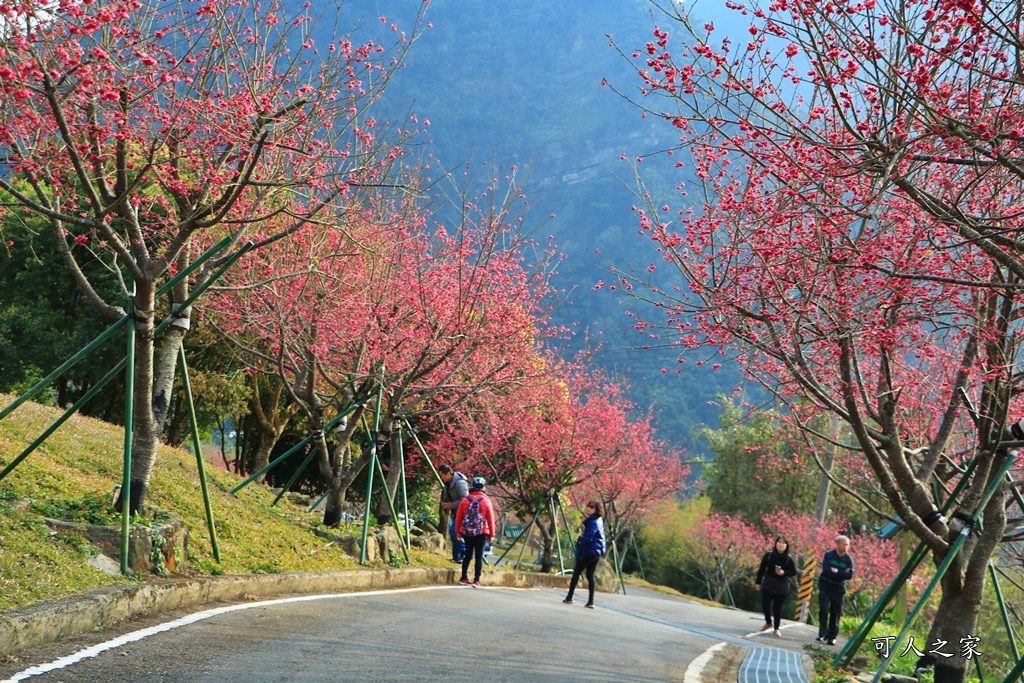 2020嘉義櫻花盛開,2020嘉義阿里山,2020櫻花季,嘉義公田,嘉義賞櫻花