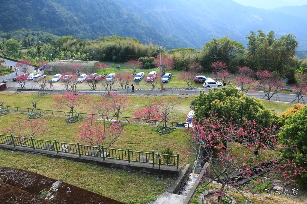 2020嘉義櫻花盛開,2020嘉義阿里山,2020櫻花季,嘉義公田,嘉義賞櫻花