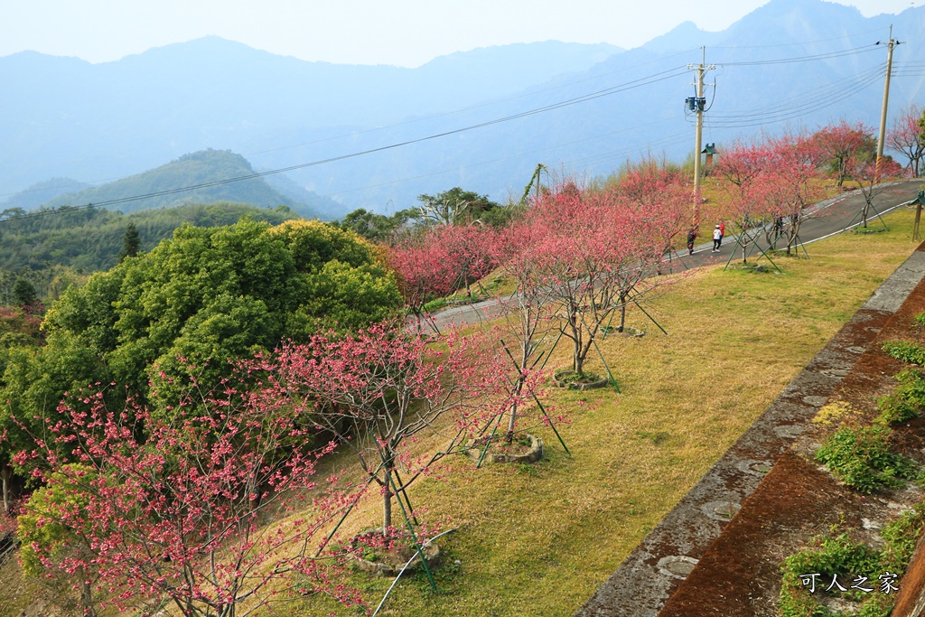 2020嘉義櫻花盛開,2020嘉義阿里山,2020櫻花季,嘉義公田,嘉義賞櫻花