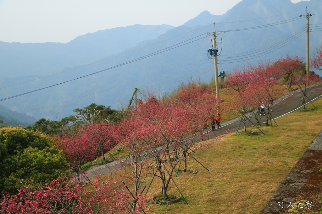 2020嘉義櫻花盛開,2020嘉義阿里山,2020櫻花季,嘉義公田,嘉義賞櫻花