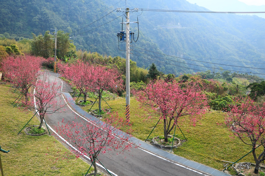 2020嘉義櫻花盛開,2020嘉義阿里山,2020櫻花季,嘉義公田,嘉義賞櫻花