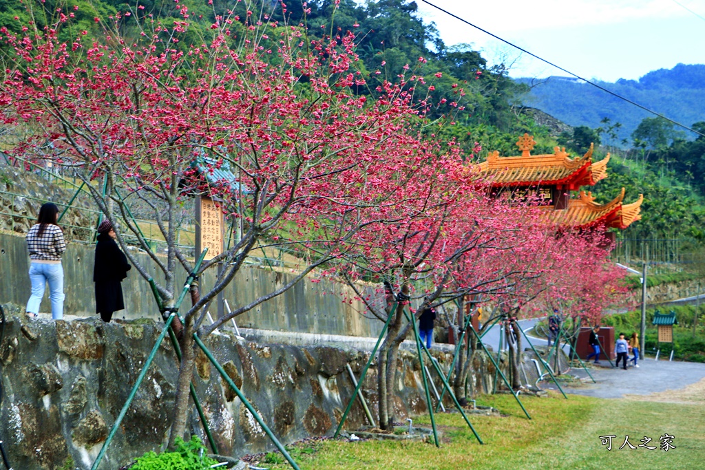 2020嘉義櫻花盛開,2020嘉義阿里山,2020櫻花季,嘉義公田,嘉義賞櫻花