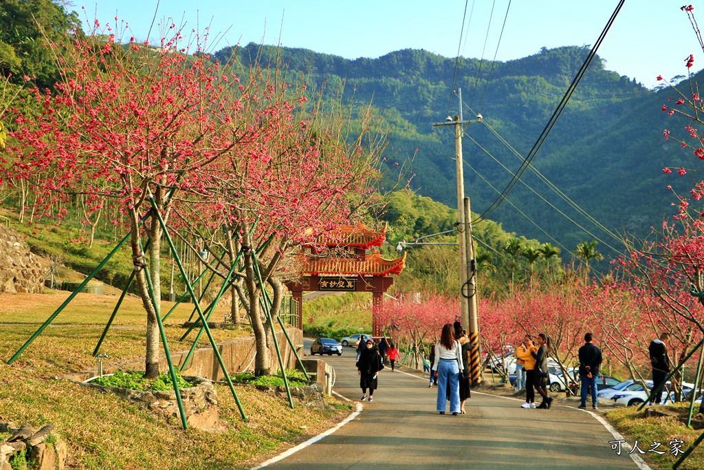 2020嘉義櫻花盛開,2020嘉義阿里山,2020櫻花季,嘉義公田,嘉義賞櫻花