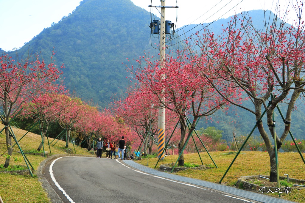 2020嘉義櫻花盛開,2020嘉義阿里山,2020櫻花季,嘉義公田,嘉義賞櫻花