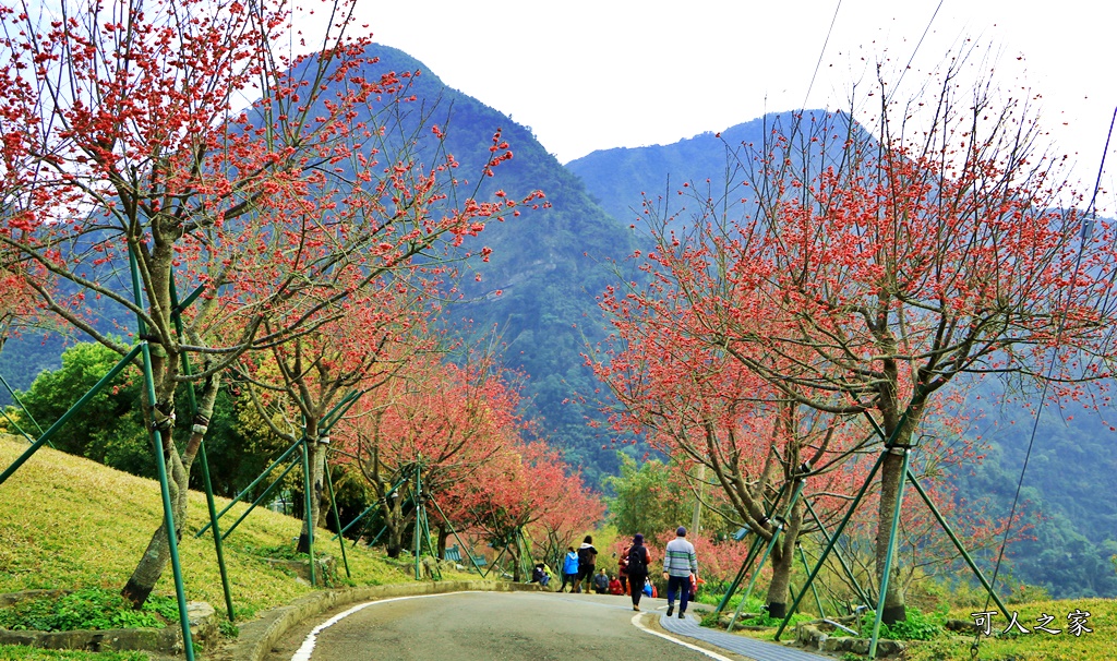 2020嘉義櫻花盛開,2020嘉義阿里山,2020櫻花季,嘉義公田,嘉義賞櫻花 @可人之家