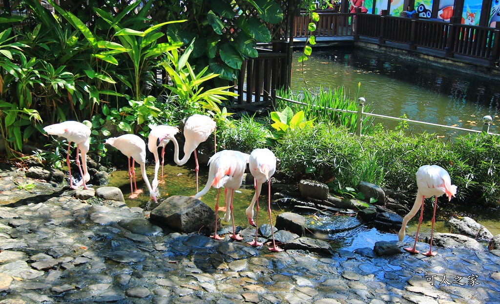 動物園,吊床鞦韆,淨園農場,長頸鹿玩沙遊具組,高雄景點,鹿の森祕境野餐