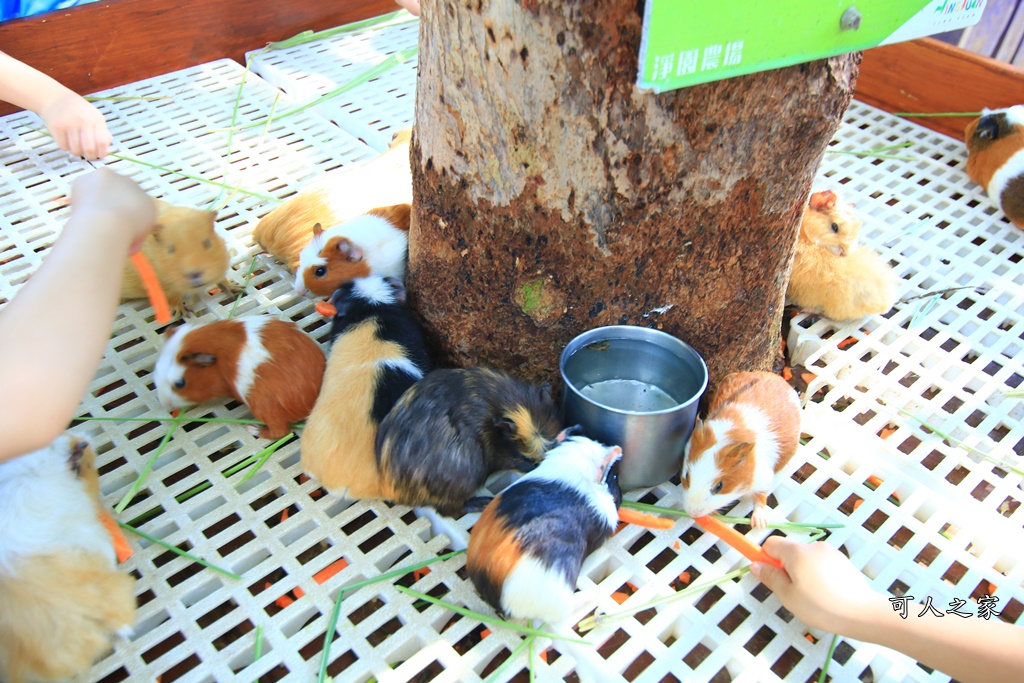 動物園,吊床鞦韆,淨園農場,長頸鹿玩沙遊具組,高雄景點,鹿の森祕境野餐