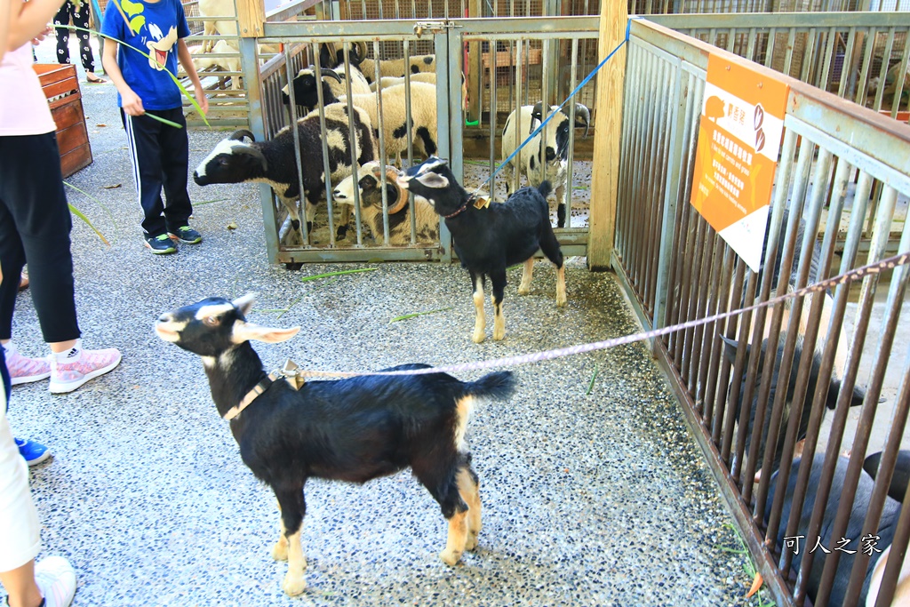 動物園,吊床鞦韆,淨園農場,長頸鹿玩沙遊具組,高雄景點,鹿の森祕境野餐