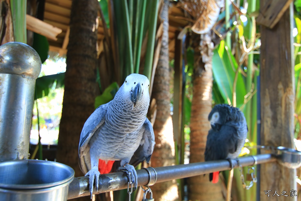 動物園,吊床鞦韆,淨園農場,長頸鹿玩沙遊具組,高雄景點,鹿の森祕境野餐