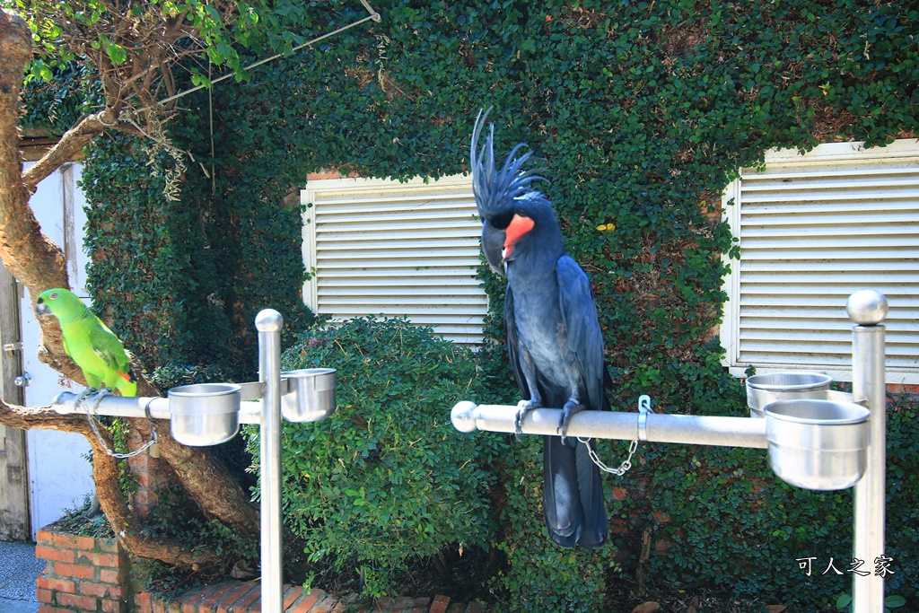 動物園,吊床鞦韆,淨園農場,長頸鹿玩沙遊具組,高雄景點,鹿の森祕境野餐