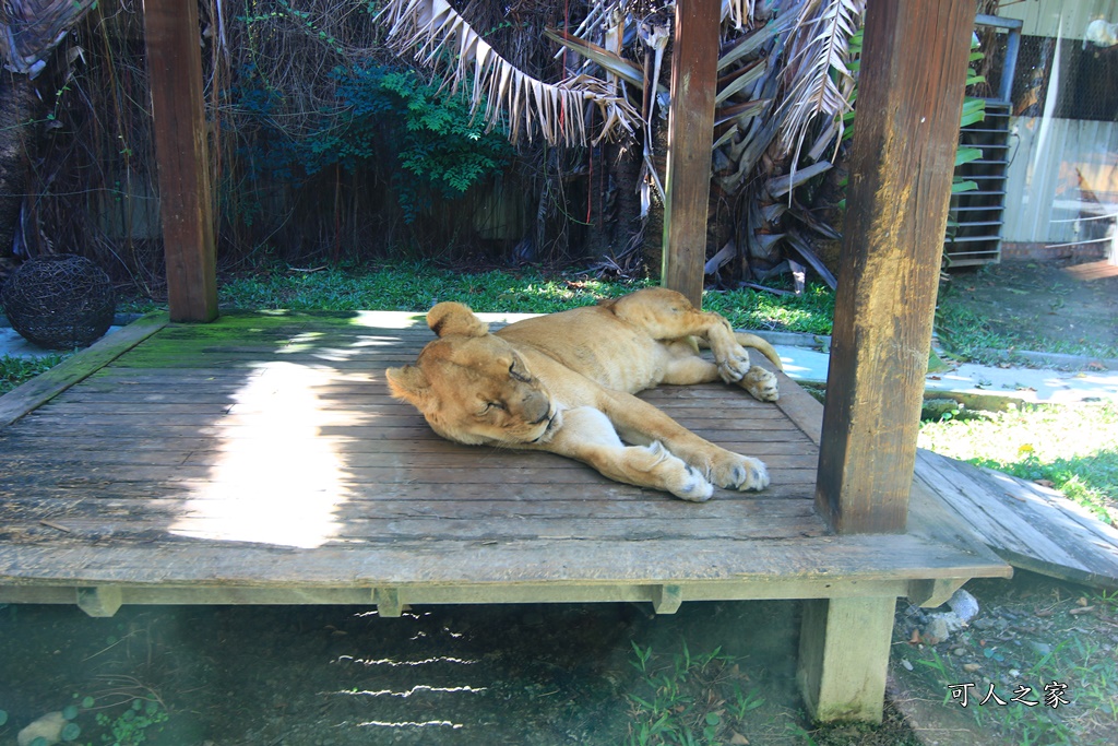 動物園,吊床鞦韆,淨園農場,長頸鹿玩沙遊具組,高雄景點,鹿の森祕境野餐