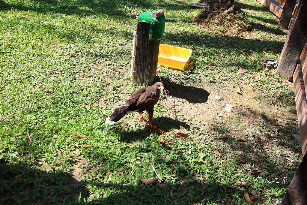 動物園,吊床鞦韆,淨園農場,長頸鹿玩沙遊具組,高雄景點,鹿の森祕境野餐