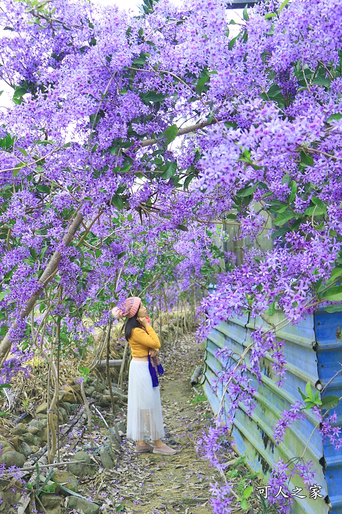 671錫葉藤花