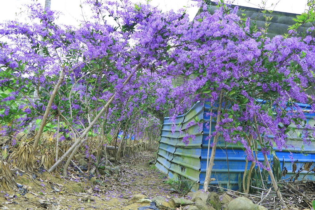 671錫葉藤花