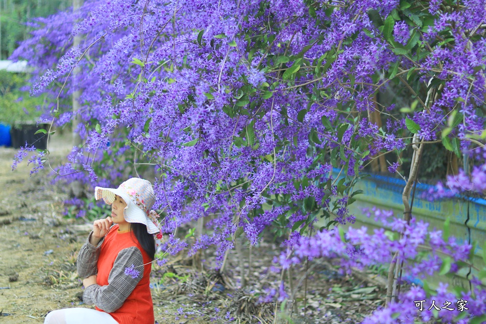 671錫葉藤花