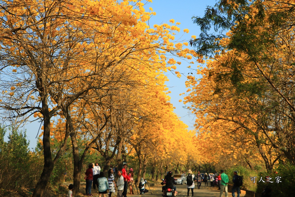 仁義路風鈴木,八掌溪堤防黃金風鈴木步道,嘉義3處黃花風鈴木,嘉義八掌溪風鈴木,朴子溪風鈴木,朴子溪黃金風鈴木道