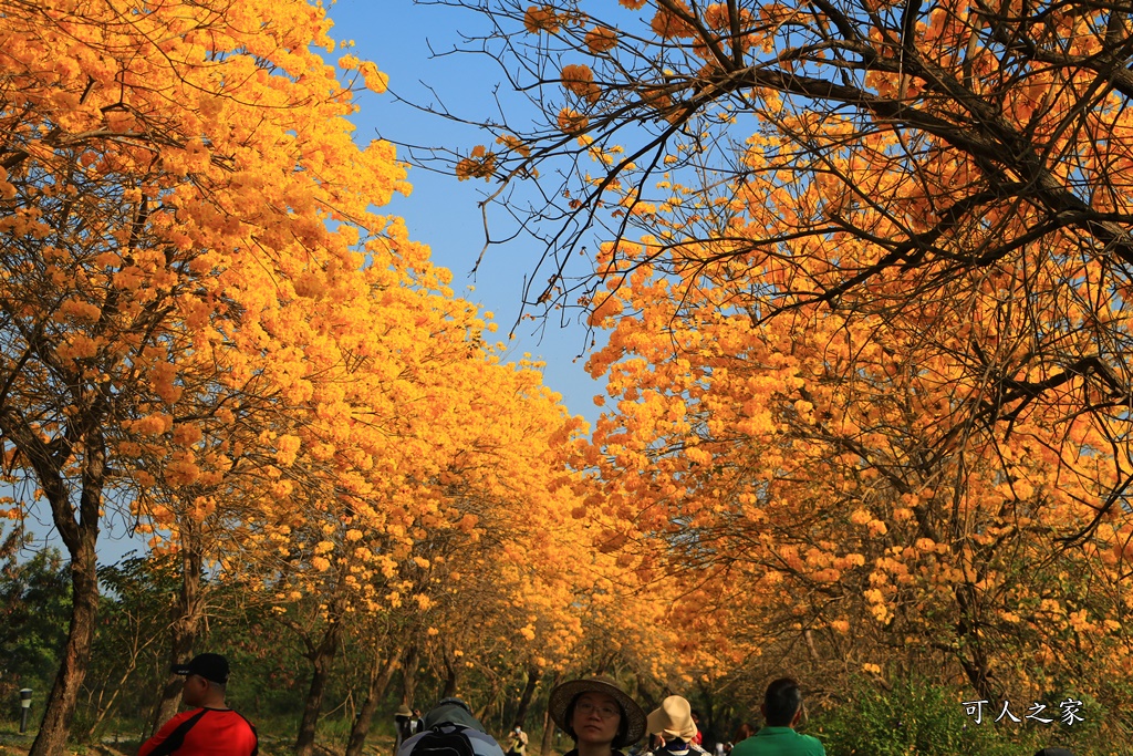 仁義路風鈴木,八掌溪堤防黃金風鈴木步道,嘉義3處黃花風鈴木,嘉義八掌溪風鈴木,朴子溪風鈴木,朴子溪黃金風鈴木道