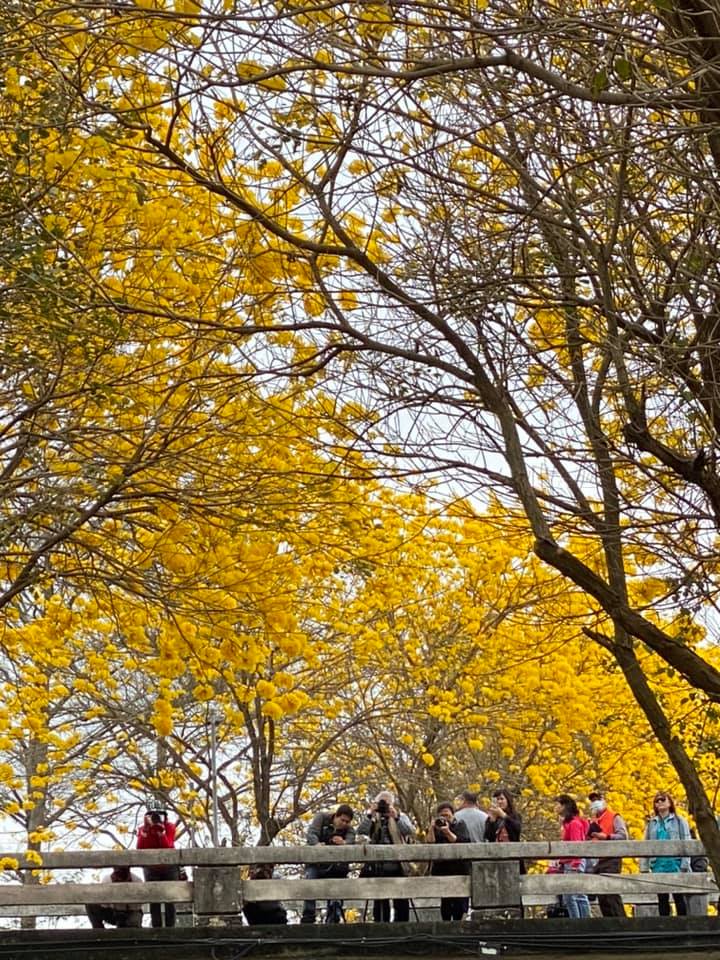 仁義路風鈴木,八掌溪堤防黃金風鈴木步道,嘉義3處黃花風鈴木,嘉義八掌溪風鈴木,朴子溪風鈴木,朴子溪黃金風鈴木道