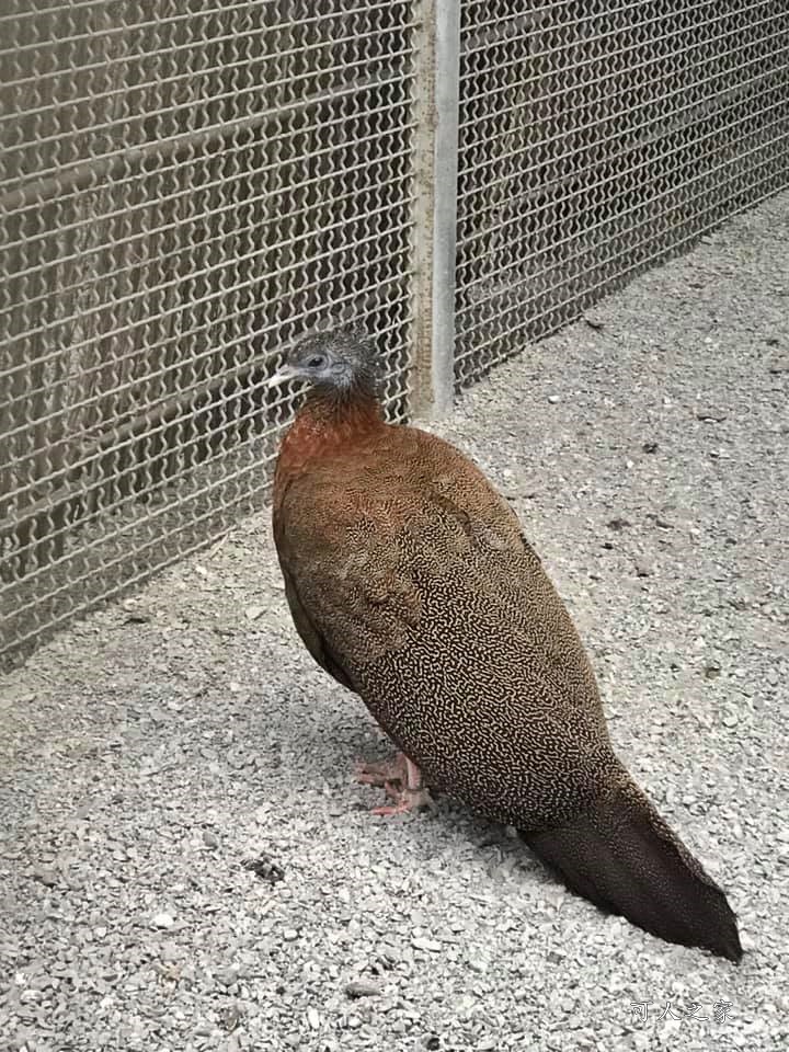 鳳凰谷鳥園生態園區