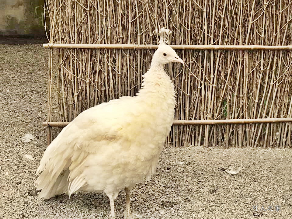 鳳凰谷鳥園