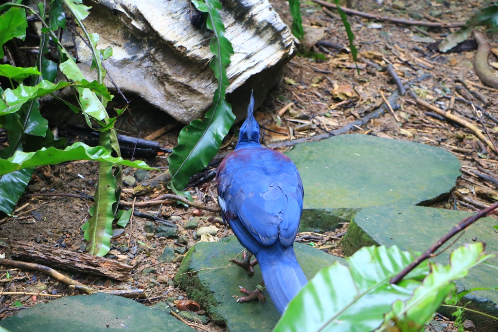 鳳凰谷鳥園