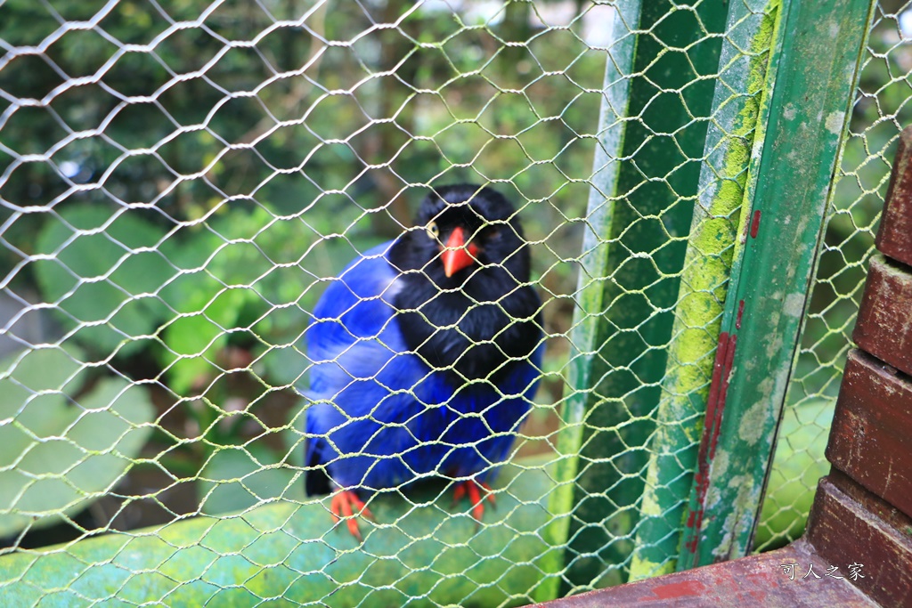 鳳凰谷鳥園