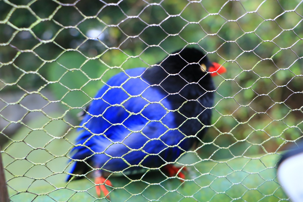 鳳凰谷鳥園