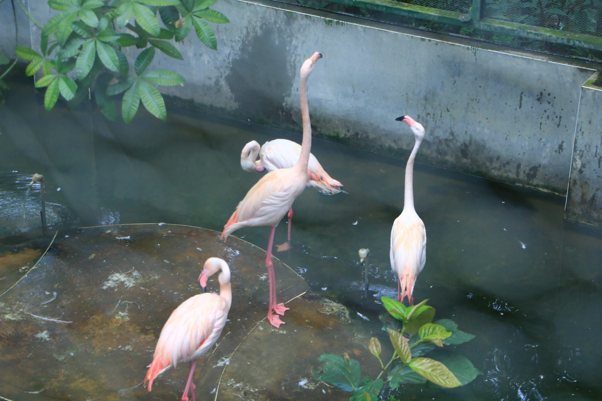 鳳凰谷鳥園