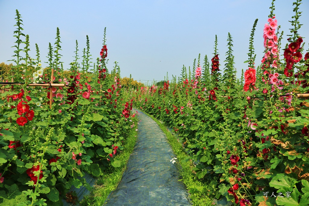 2020彰化員林蜀葵花,彰化員林巨人迷宮花海