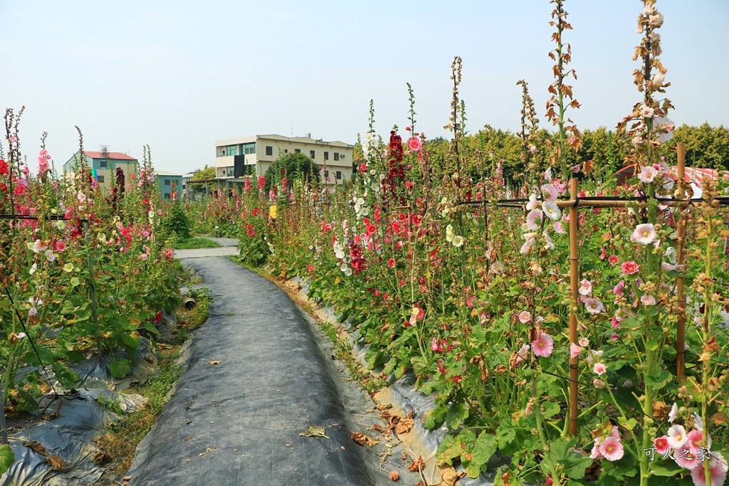 2020彰化員林蜀葵花,彰化員林巨人迷宮花海