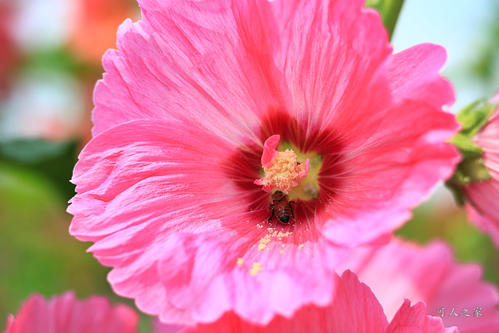 2020彰化員林蜀葵花,彰化員林巨人迷宮花海