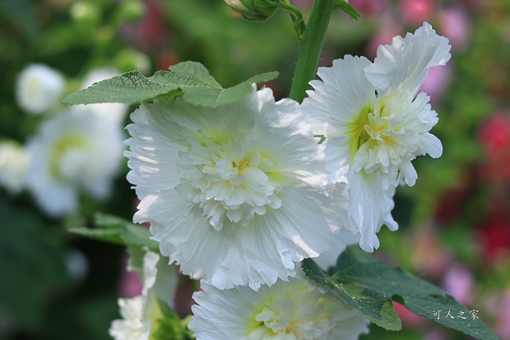 2020彰化員林蜀葵花,彰化員林巨人迷宮花海